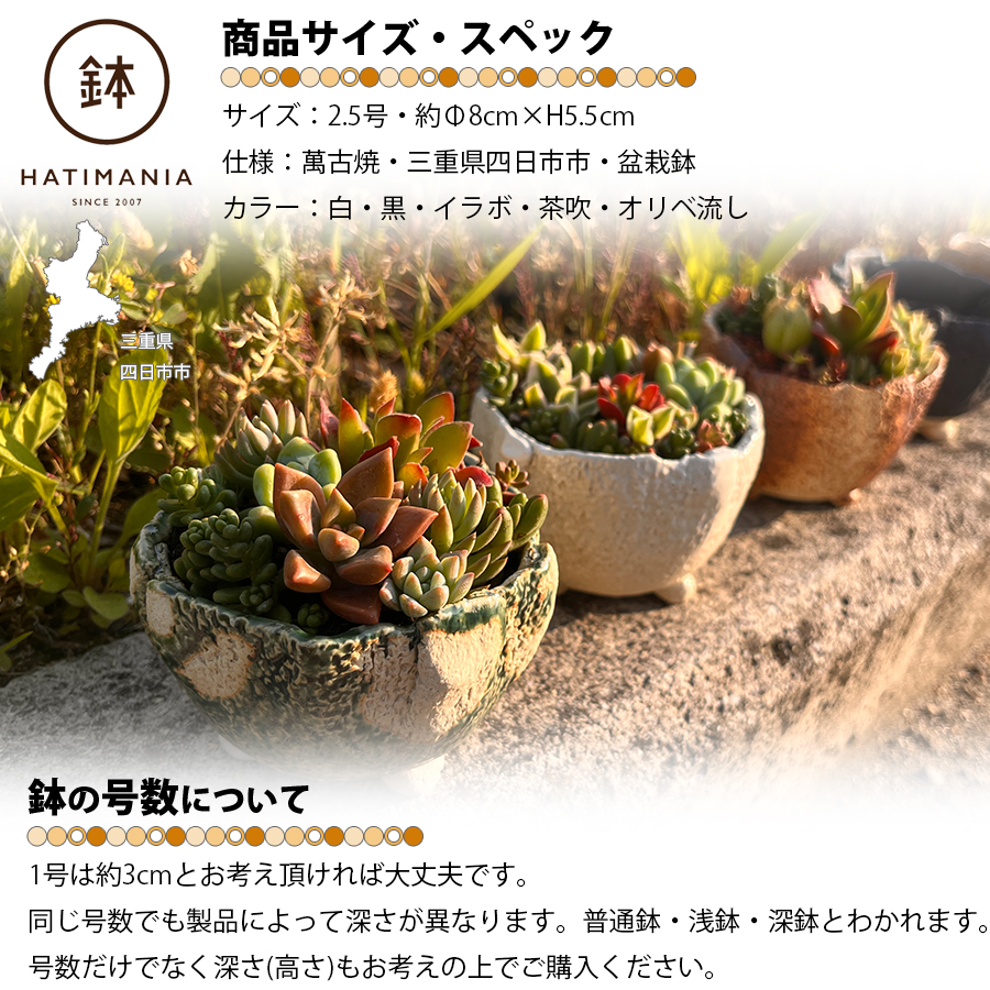多肉植物おまかせ寄せ植え HATIMANIA 2.5号丸型 2033 盆栽鉢 鉢づくし