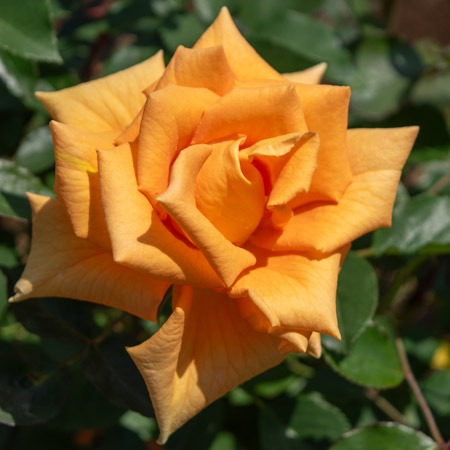 ゴールデン モニカ ｜バラ苗の通販の篠宮バラ園