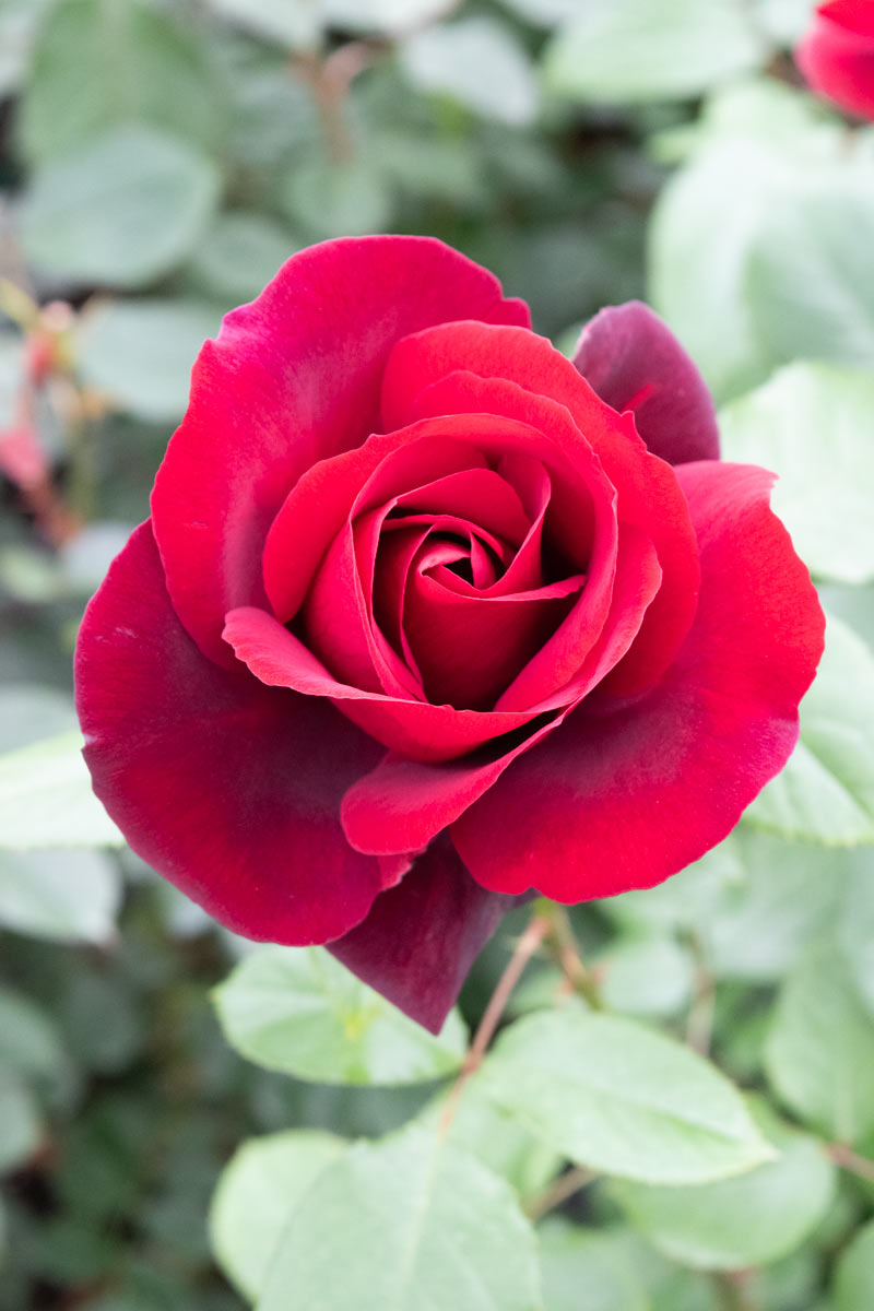 サムライ'66 ｜バラ苗の通販の篠宮バラ園