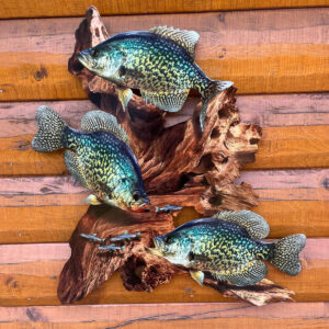 Pumpkinseed Sunfish Replica Driftwood Art | Reelistic Replicas