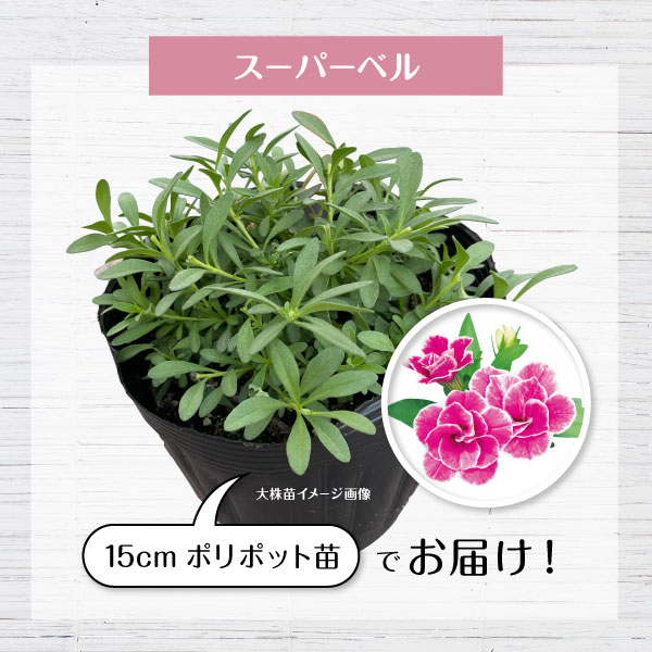 PW公式オンラインストア / 【限定 マザープランツ】スーパーベル(R