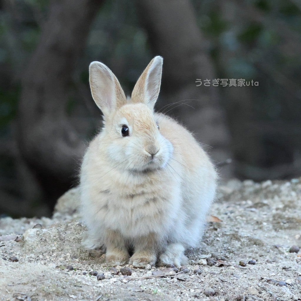 おれんじふわふわちゃん＾＾（大久野島のうさぎさん） | ～うさぎの