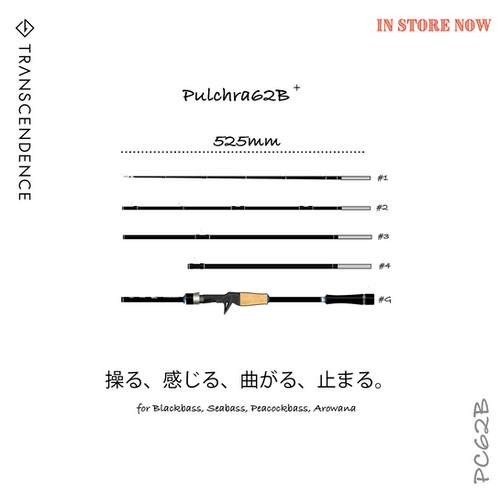 Pulchra62B+／プルクラ62B+ | TRANSCENDENCE