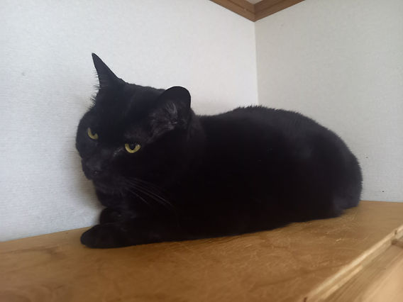 黒猫みんと 黒猫みんと 黒猫みんと 黒猫みんと ぴえん猫ミント